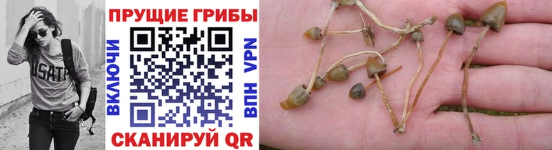 магазин продажи Борзя Псилоцибиновые грибы MAGIC MUSHROOMS